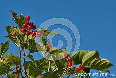In the garden of the country house ripen bunches of viburnum. Summer 2021 Stock Photo