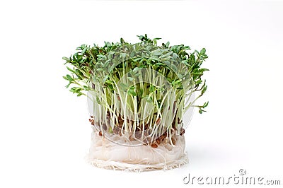 Garden cress isolated on white Stock Photo