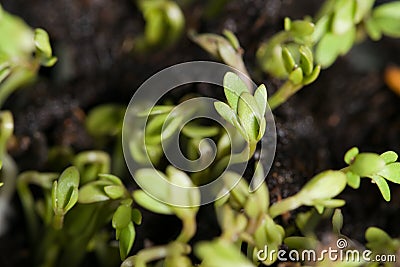 Garden cress salad sprouts. Stock Photo