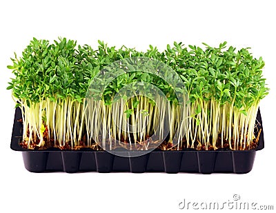Garden cress in tray isolated on white Stock Photo