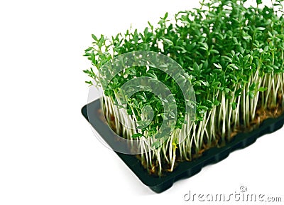 Garden cress in tray on white Stock Photo
