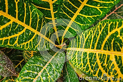 Garden croton Codiaeum variegatum aka variegated croton Stock Photo