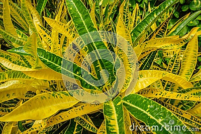 Garden croton Codiaeum variegatum aka variegated croton Stock Photo