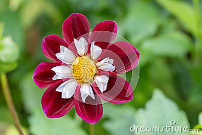 Garden Dahlia Mary Evelyn wine red collerette flower with an orange centre Stock Photo