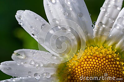 Garden daisies Leucanthemum vulgare close up. Flowering of daisies. Oxeye daisy, Daisies, Dox-eye, Common daisy, Moon daisy. Macro Stock Photo