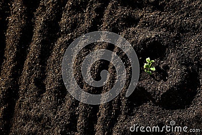 Garden Dark Dirt with Single Plant Growing Stock Photo