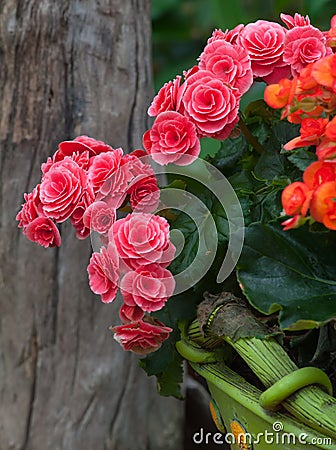 Garden Decoration Design. Flower Blossom Stock Photo