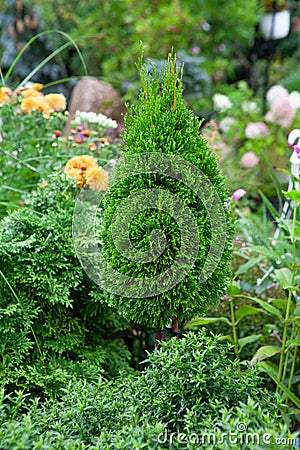 Photo of Thuja Biota, Platycladus orientalis growing on flower bed in beautiful garden Stock Photo