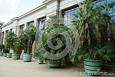 Palm trees grow in pots in Sanssouci Park. Potsdam, Germany Stock Photo