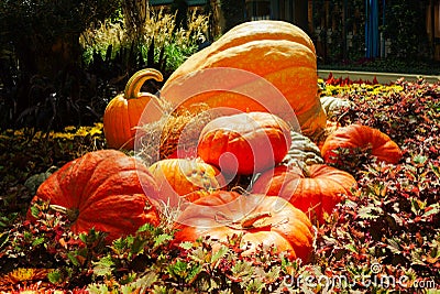 Display fall autumn pumpkins Stock Photo