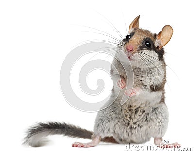 Garden Dormouse, Eliomys Quercinus Stock Photo