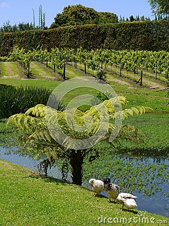 Garden: duck pond in subtropical garden Stock Photo