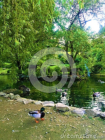 Garden, ducks, water, lake, trees, light, animals and nature Stock Photo