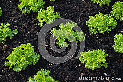 garden from farmers without farmers Concept of vegetable garden,kitchen and non-toxic food Stock Photo