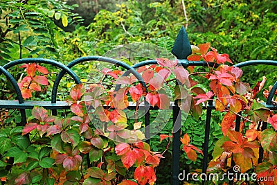 Garden Fence Stock Photo