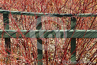 Garden fence and red-twig dogwood Stock Photo