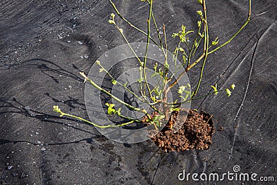 Garden field covered with black color textile weed control mulch, blueberry bushes growing in spring. Stock Photo