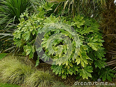 Garden Flora Background Stock Photo