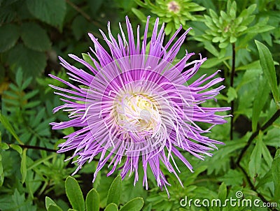 Garden flower - Aster needle Stock Photo