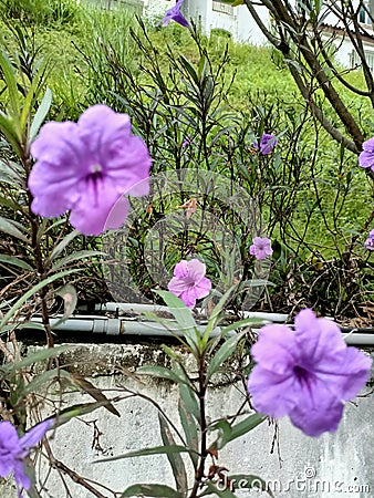 Garden flower colour Stock Photo