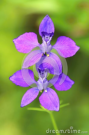 Garden flower Consolida regalis Stock Photo