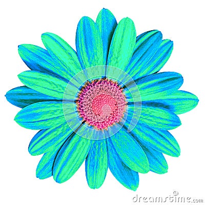 Garden flower cyan pink daisy isolated on white background. Close-up. Macro. Element of design Stock Photo