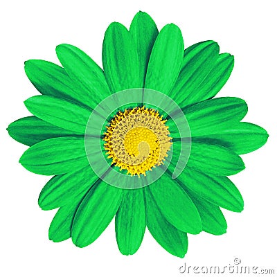 Garden flower green yellow daisy on white background. Close-up. Macro. Element of design Stock Photo