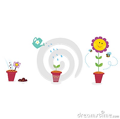 Garden flower growth stages - sunflower Vector Illustration