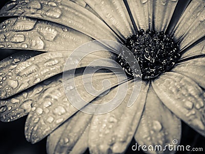 Garden Flower Macro Black and White Stock Photo