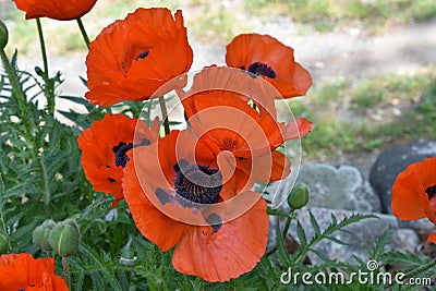 Garden with Flowering Orange Oriental Poppies Stock Photo
