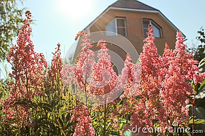 Garden flowers Astilbe Brick country house In the sunshine of the sunset. Stock Photo