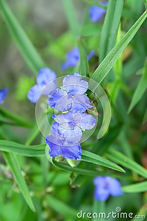 Garden flowers. Blooming blue flowers. Flowerbed with flowers. Selective focus Stock Photo