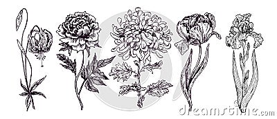 Garden flowers collection, tiger lily, peony, chrysanthemum, tulip, iris, doodle black ink drawing with inscription Vector Illustration