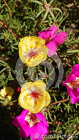 Garden flowers in full bloom waiting for the bees in the pollination process Stock Photo