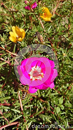 Garden flowers in full bloom waiting for the bees in the pollination process Stock Photo