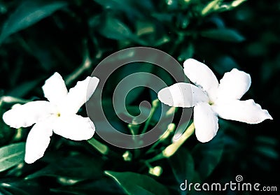 Garden flowers, Greenery, macros Stock Photo