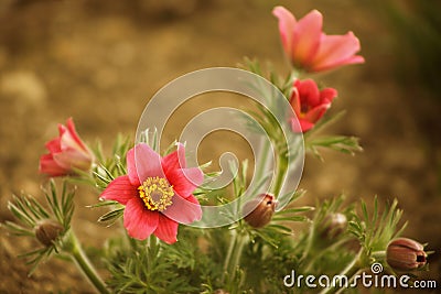 Garden flowers in the spring time Stock Photo