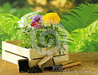 Garden flowers, tools (rake, shovel, watering can) Stock Photo