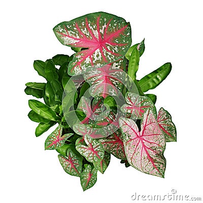 Garden foliage plants bush with Caladium bicolor pink green variegated leaves and green leaves of African blood lily or fireball Stock Photo