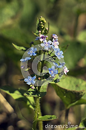 Garden forget-me-nots on a background of green grass Stock Photo