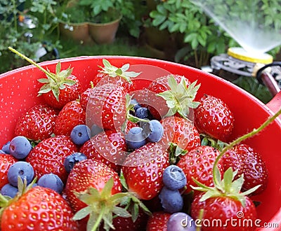 Garden Fresh Blueberries and Strawberries in a bowl Stock Photo