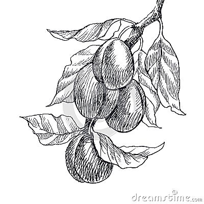 Garden fruit plum engraving style. Isolated on white background. Retro style hand drawn illustration. Vintage plum Vector Illustration
