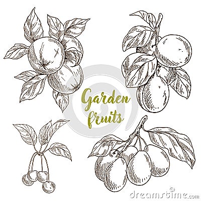 Garden fruits, apples, apricots, cherries, plums Vector Illustration