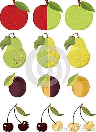 Garden fruits. Vector. Stock Photo