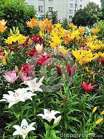A garden full of colorful lilies Stock Photo