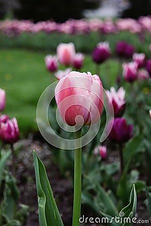 Beautiful blooming tulips Stock Photo