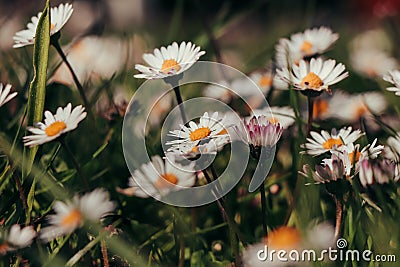 Garden full of white dancers in the form of Bellis perennis bending and dancing in the wind on a sunny spring day. Common daisy, Stock Photo