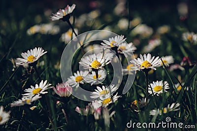 Garden full of white dancers in the form of Bellis perennis bending and dancing in the wind on a sunny spring day. Common daisy, Stock Photo