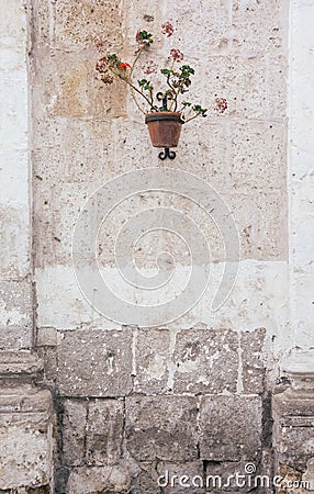 Garden geranium plant in old pot on rustic concrete wall Stock Photo