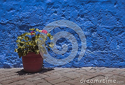 Garden geranium plant in pot with blue concrete wall in the background Stock Photo